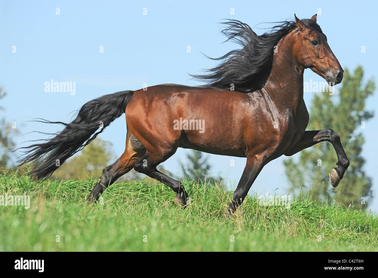 Andalusische Pferd (Equus Ferus Caballus). Bucht Hengst im Trab auf einer Wiese. Deutschland. Stockfoto