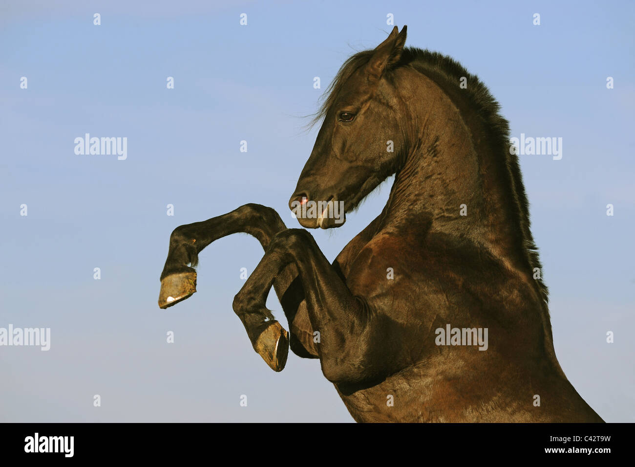 Inländische Pferd (Equus Ferus Caballus), mix zwischen arabischen und Barb. Schwarzer Wallach Aufzucht. Deutschland. Stockfoto