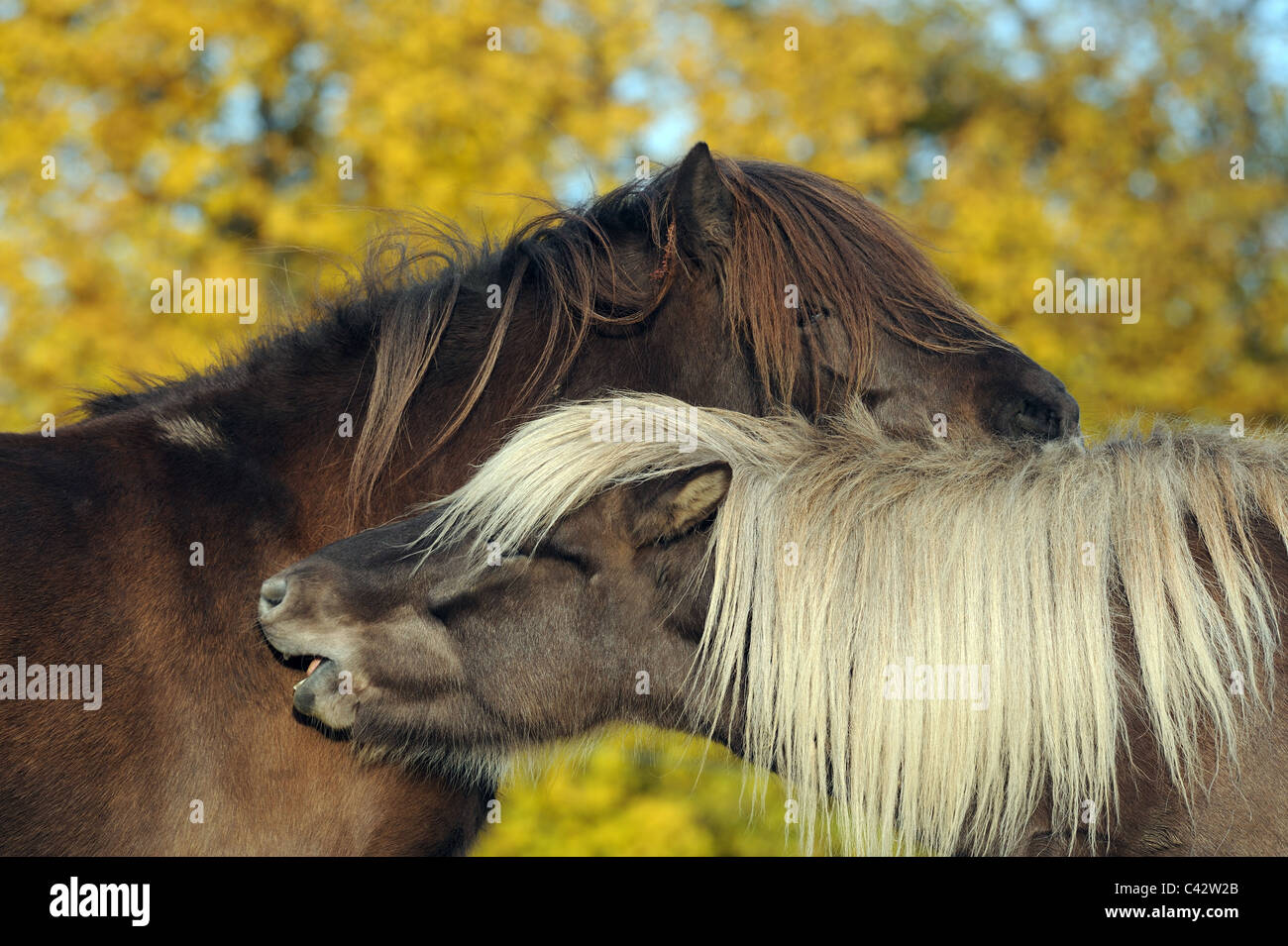 Isländische Pferd (Equus Ferus Caballus). Zwei junge Stuten auf der Weide, gegenseitige Fellpflege. Deutschland. Stockfoto