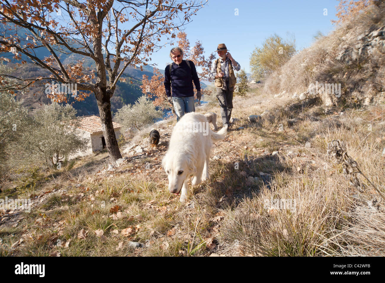 Jean Claude Authier und Max Authier niedergelegt in den französischen Bergen auf Trüffelsuche mit ihrem Trüffelhund Stockfoto