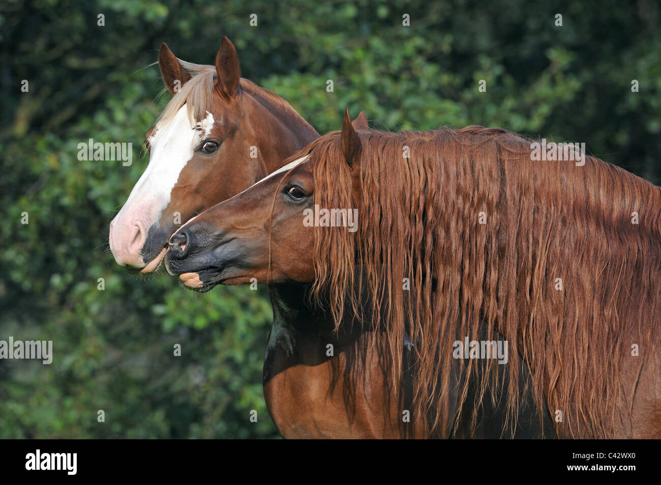 Welsh Cob (Equus Ferus Caballus). Bucht Hengst schnüffeln an einer Stute. Deutschland. Stockfoto