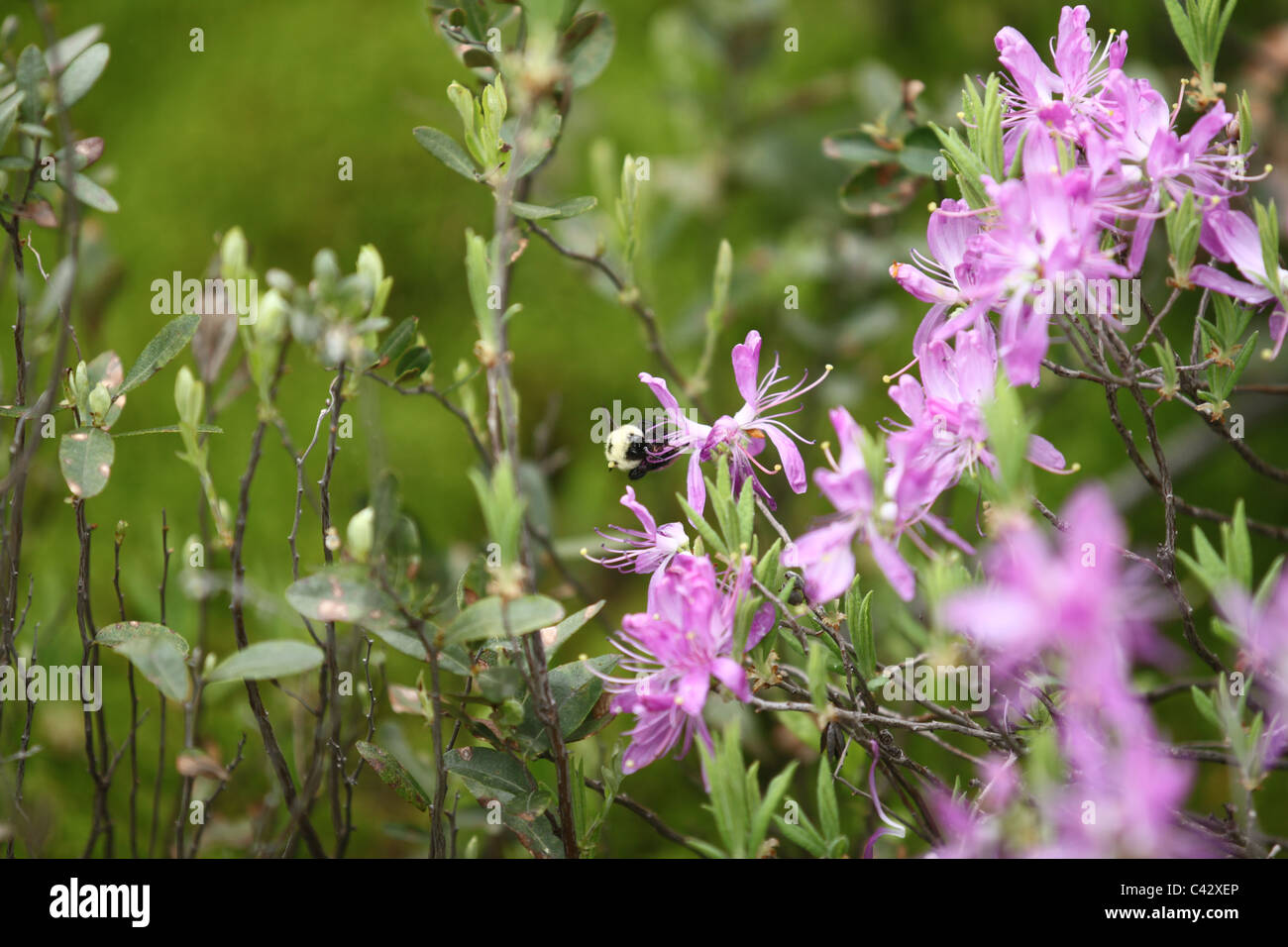 Hummel auf kleinen lila Blüten Stockfoto