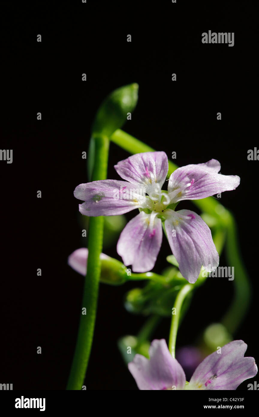 Rosa Portulak (Montia Siberica), Blume Stockfoto