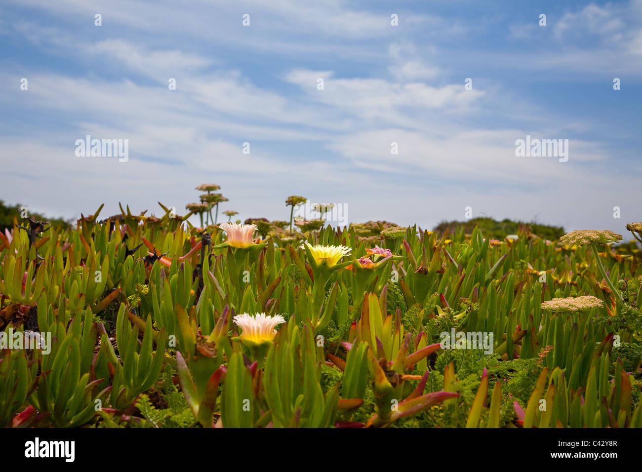 Sukkulenten auf Süd-West Küste von Portugal Stockfotografie - Alamy