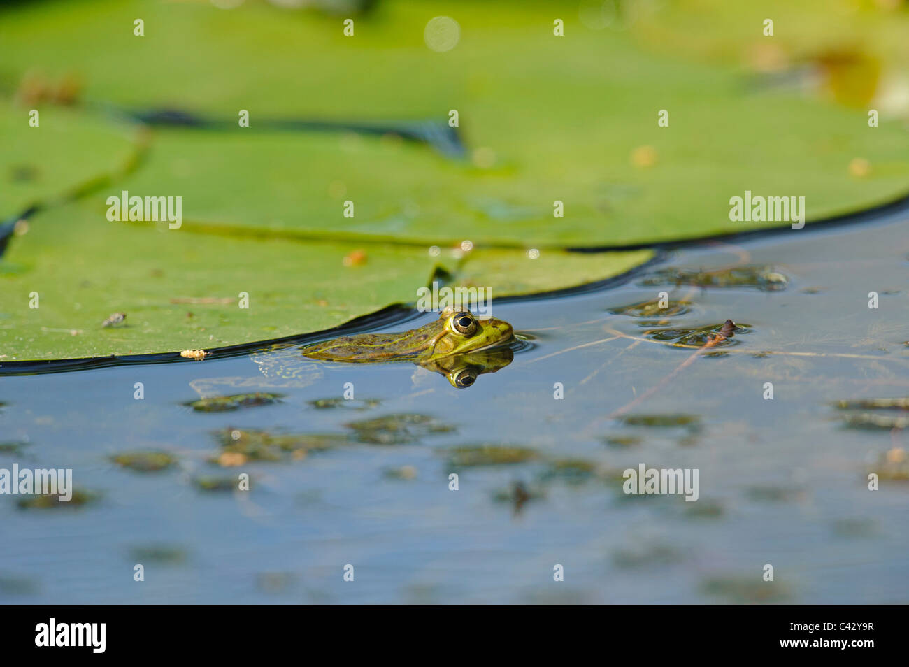 Pool-Frosch (Rana Lesonae) Stockfoto