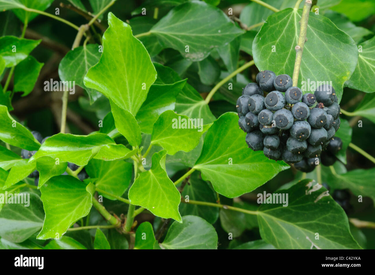 Efeu (Hedera Helix) mit Früchten Stockfoto