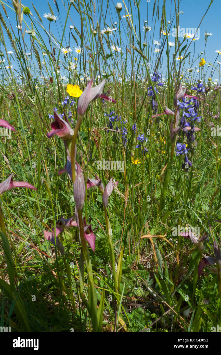 Wildblumenwiese mit Zunge Orchideen Stockfoto