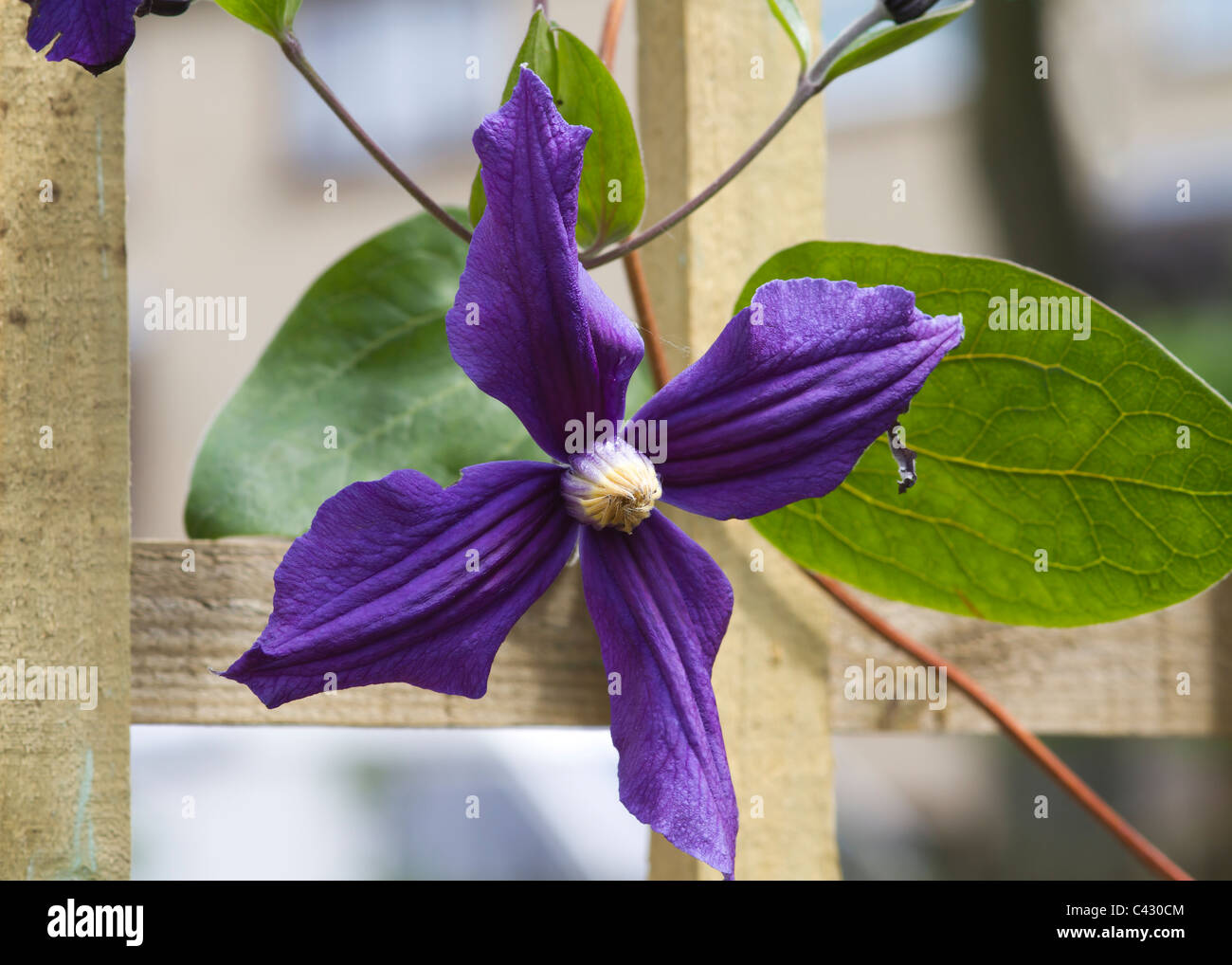 Lila Clematis-Blüte auf ein Spalier Stockfoto