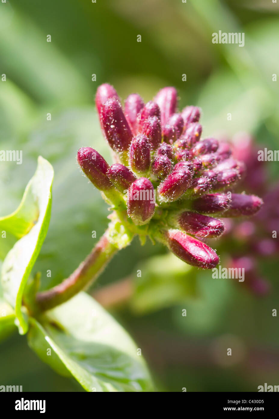 Eine schöne rote Geißblatt Blütenknospe Nahaufnahme Stockfoto