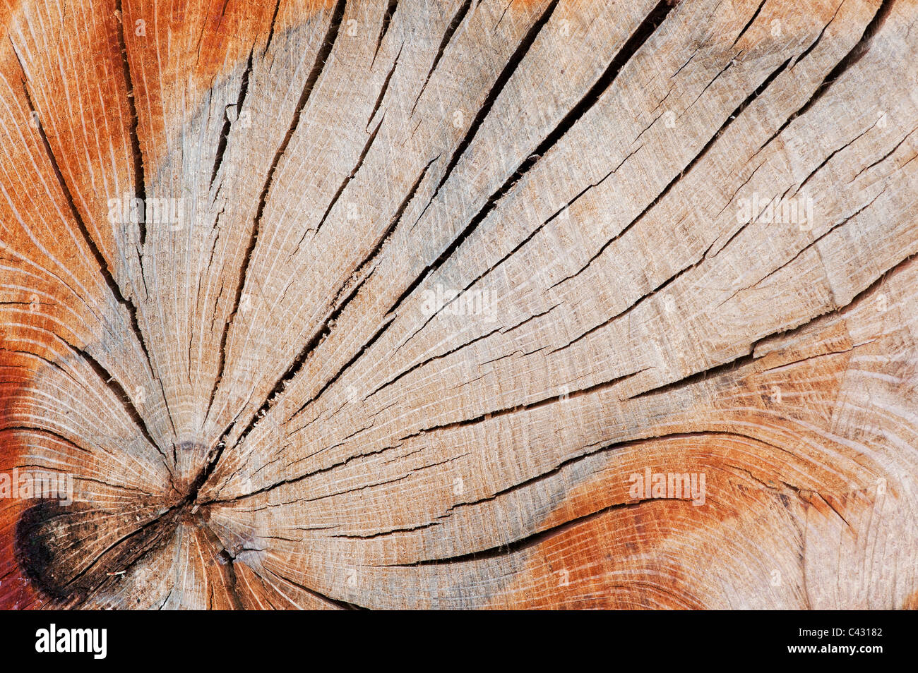 Toter Baumstamm Unterbrechungsmuster Stockfoto