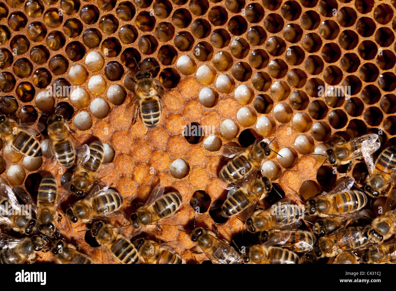 Honigbienen auf einem Gestell in einem Bienenstock. Beachten Sie die Larven in den Zellen. Monkton Wylde, Dorset. Stockfoto