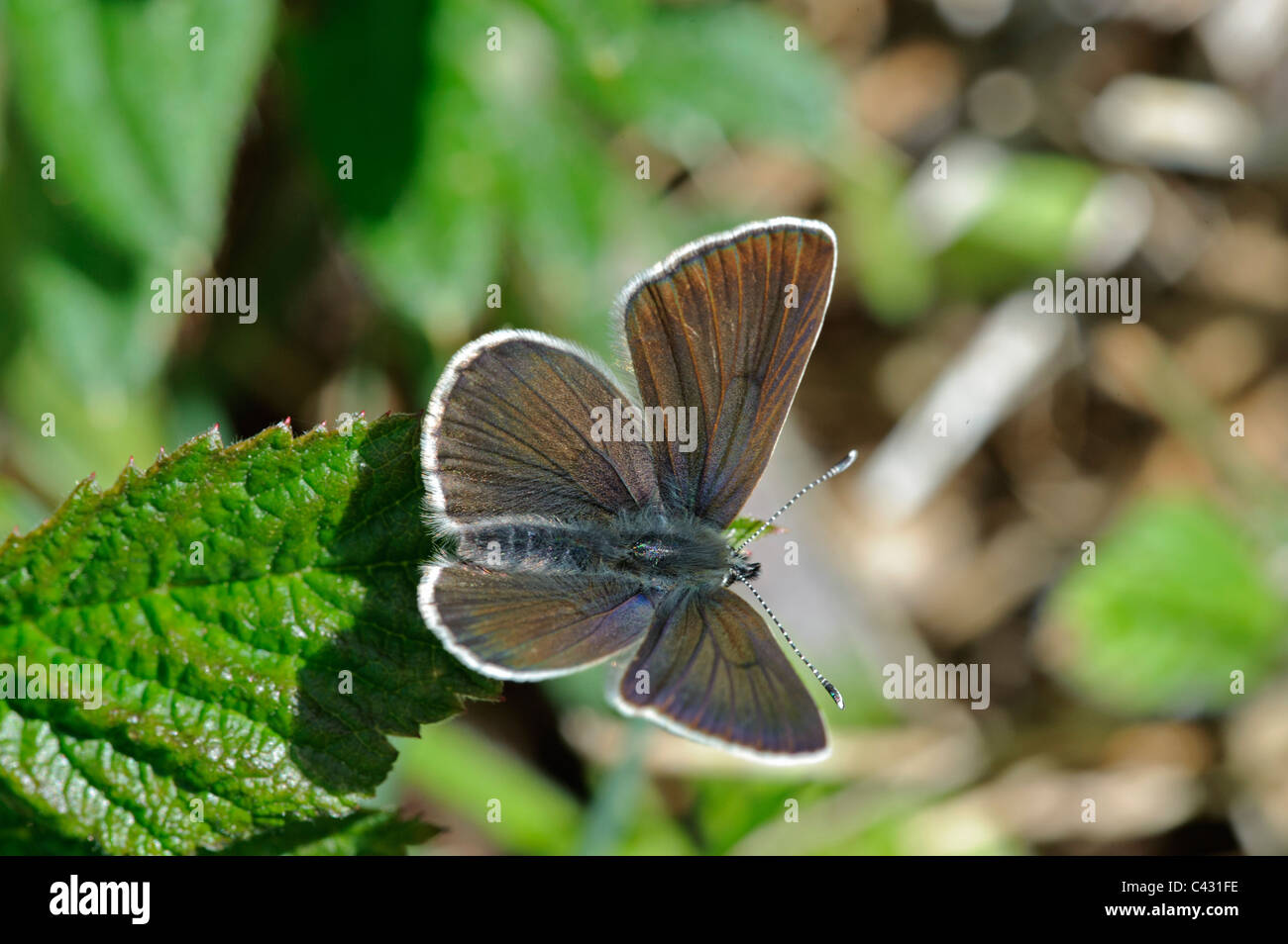 Grün-Unterseite blau (Glaucopsyche Alexis), weibliche Oberseite Stockfoto