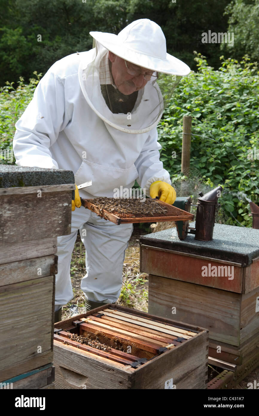 Prüfen einen Kamm. Bienenzucht Kurs an Monkton Wylde, Dorset. Kursleiterin ist David Wiscombe. Stockfoto