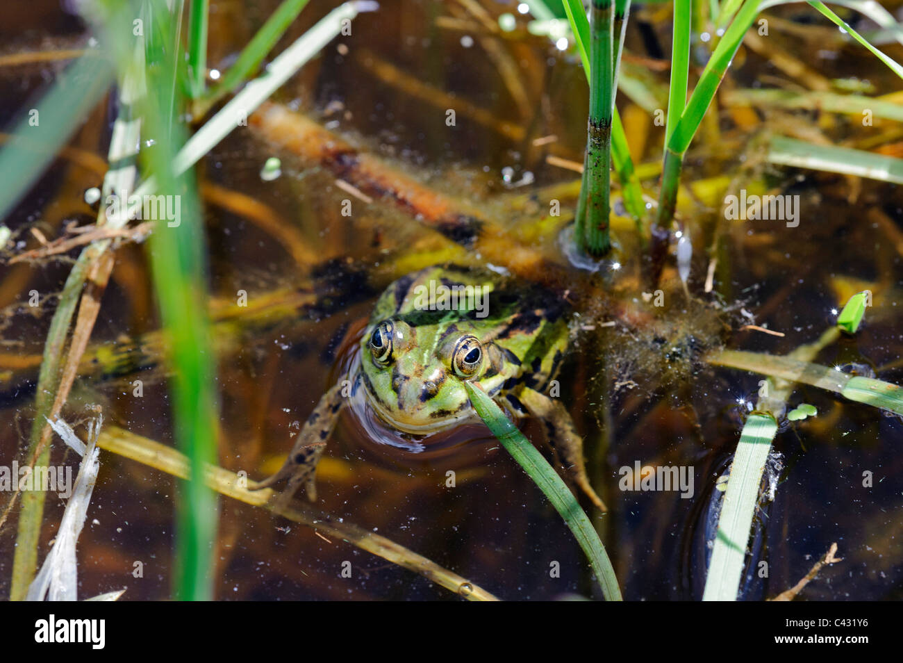 Pool-Frosch (Rana Lesonae) Stockfoto