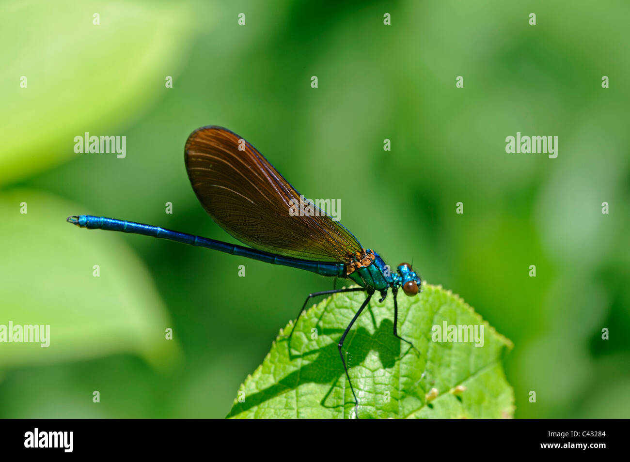 Schöne Prachtlibelle (Calopteryx Virgo SSP Meridionalis), Männlich Stockfoto