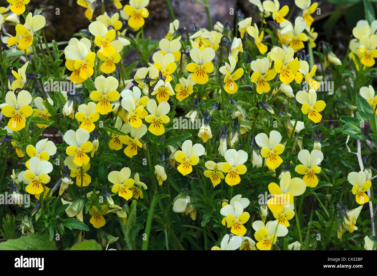 Wiild Stiefmütterchen (Viola Tricolor) Stockfoto