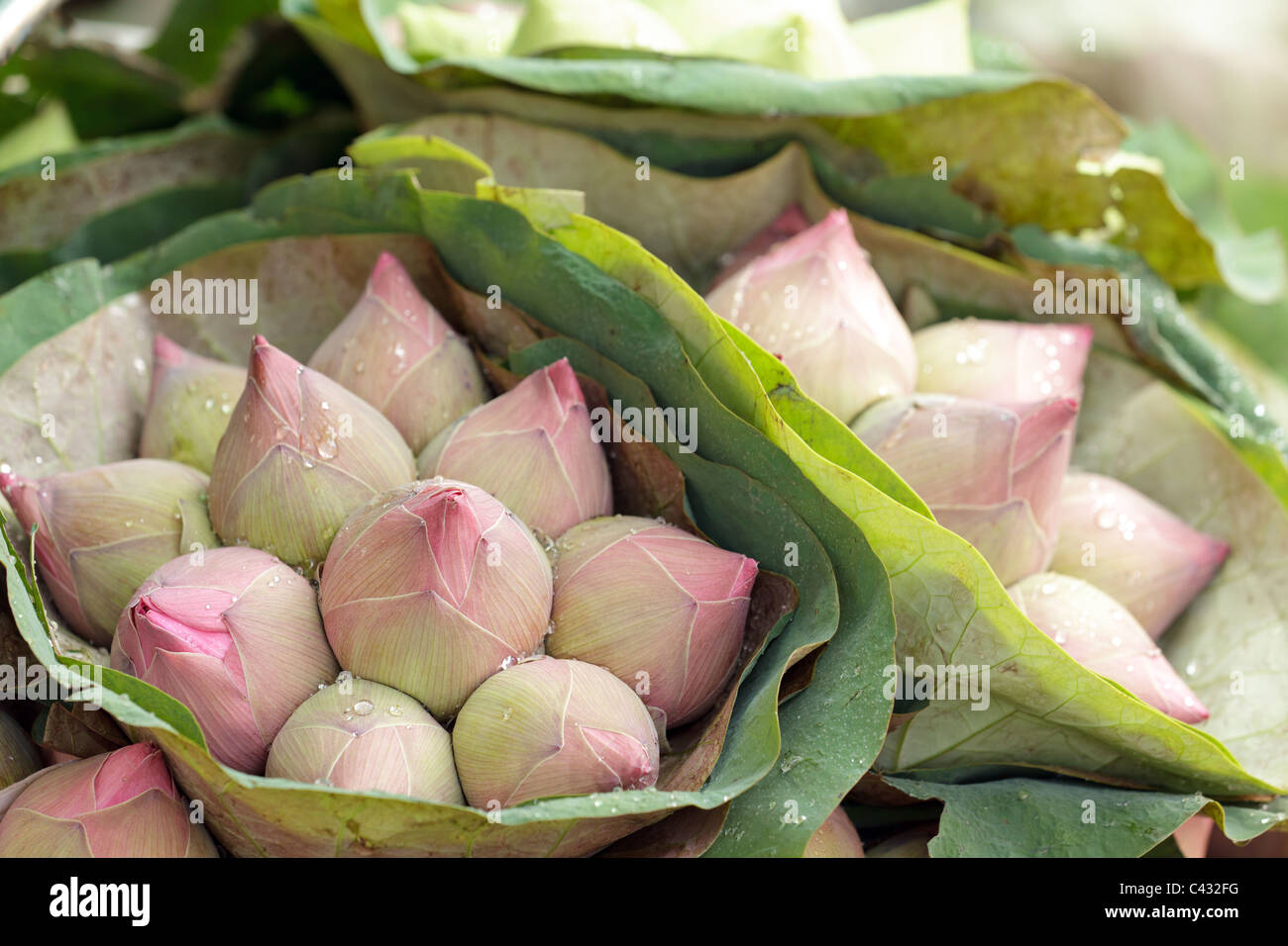 frische Lotus Knospe Blumenstrauß in Bangkok Blumenmarkt, thailand Stockfoto