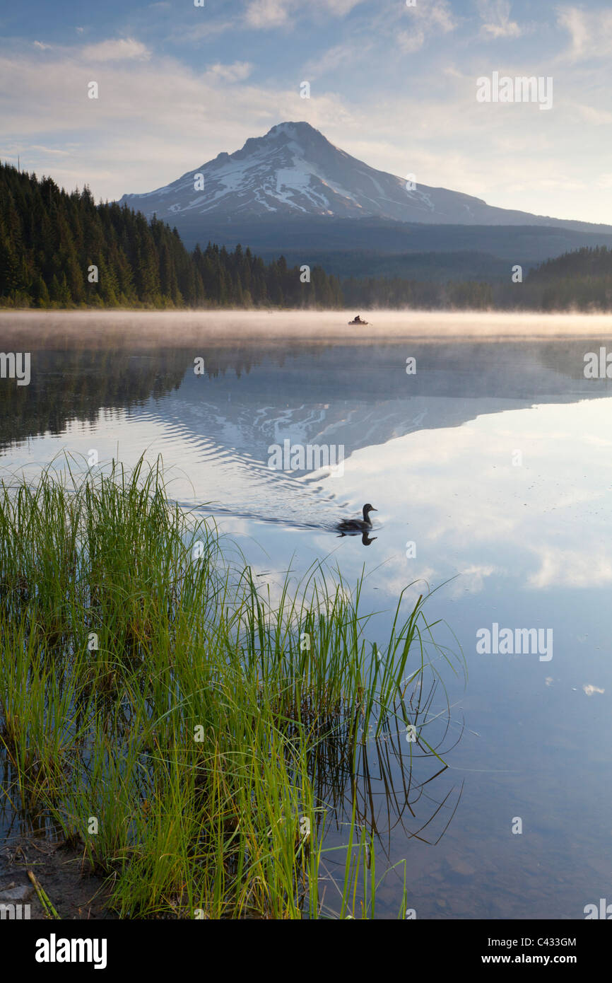 Ente auf Trillium Lake und Mount Hood, Oregon USA Stockfoto