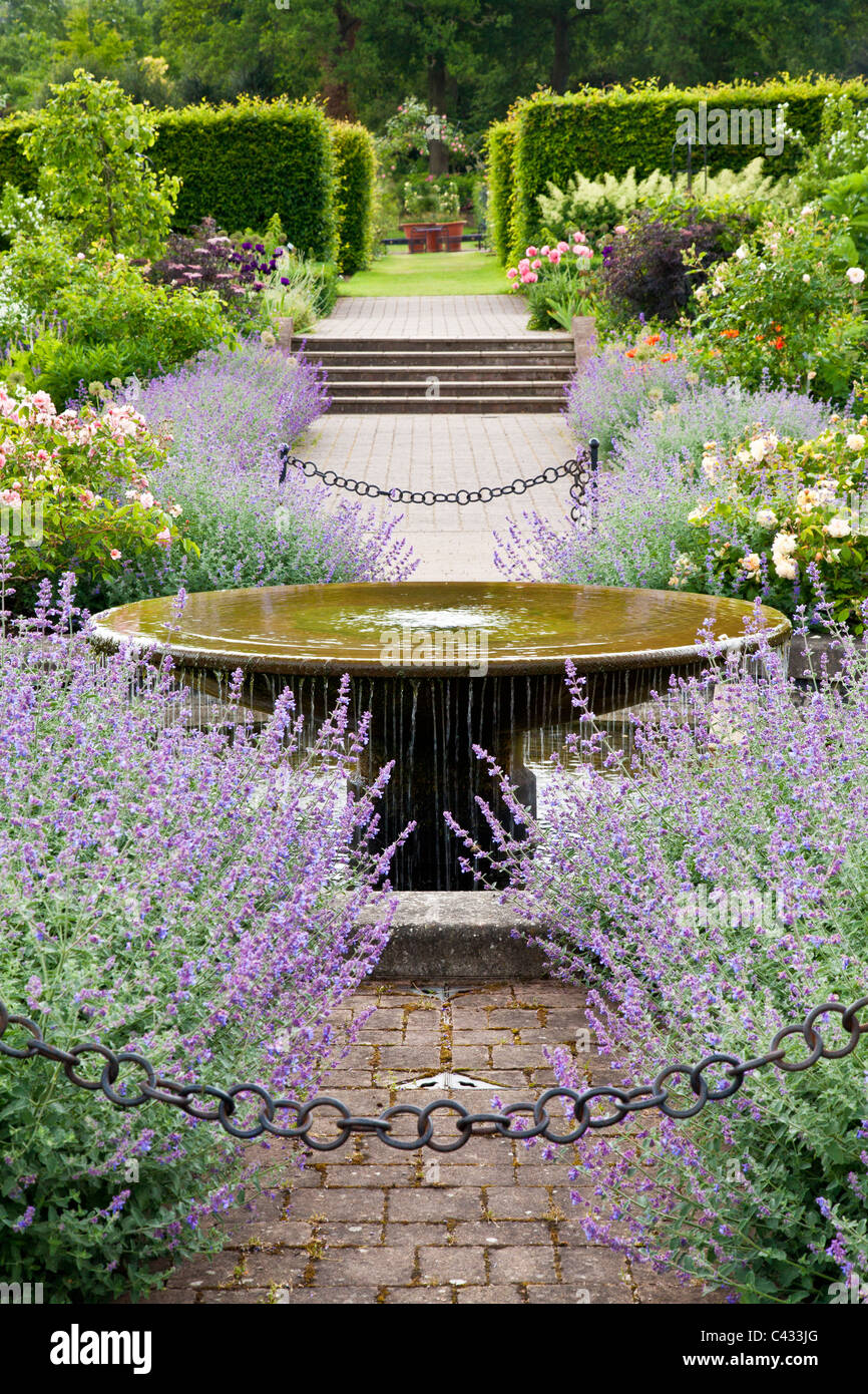 Der Garten mit Wasserspiel, Rosen und Nepeta oder Katzenminze bei RHS Wisley, Surrey, England, UK Stockfoto