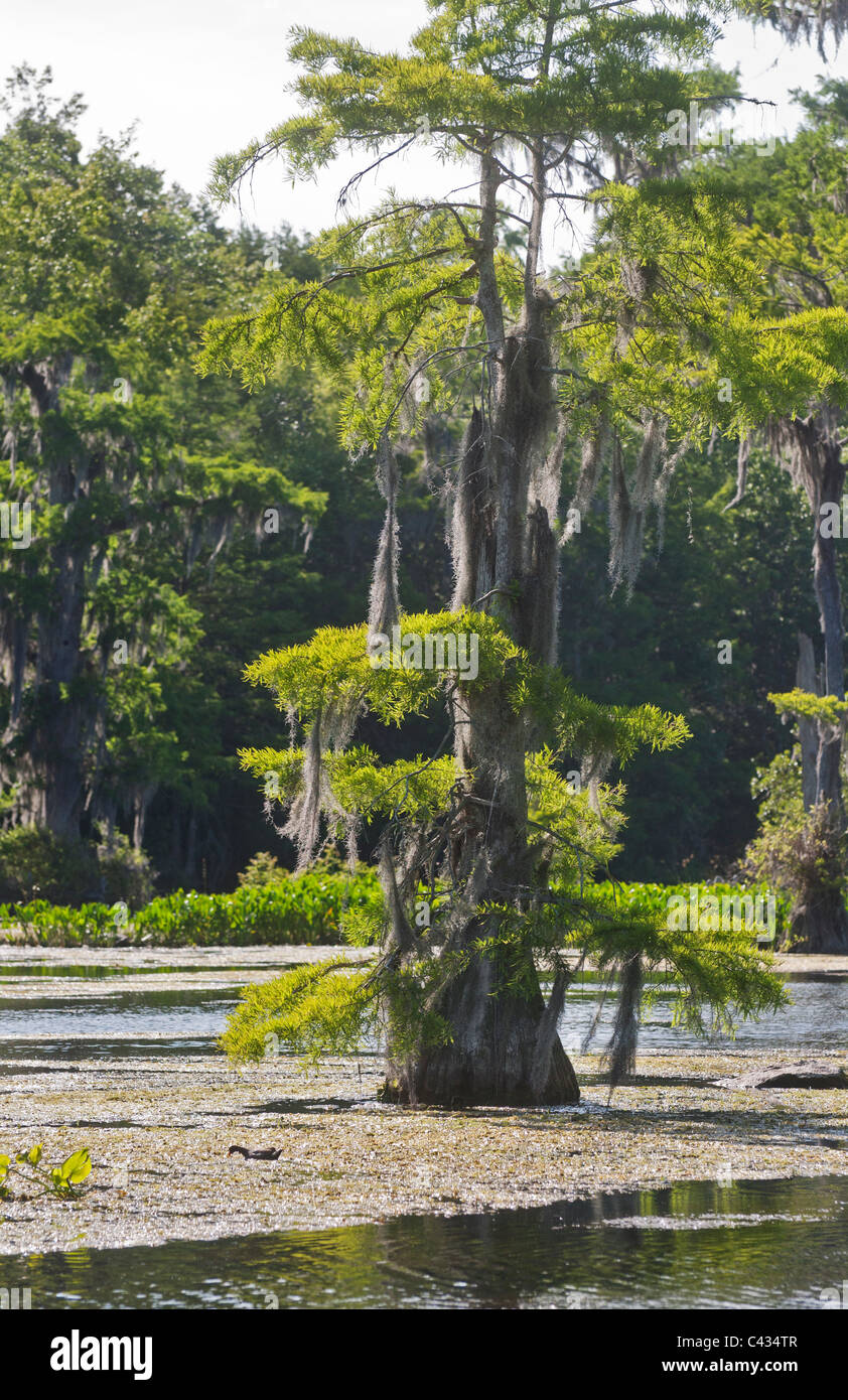 Malerische Ansichten des Flusses Wakulla im Wakulla Springs State Park in der Nähe von Tallahassee Florida. Stockfoto