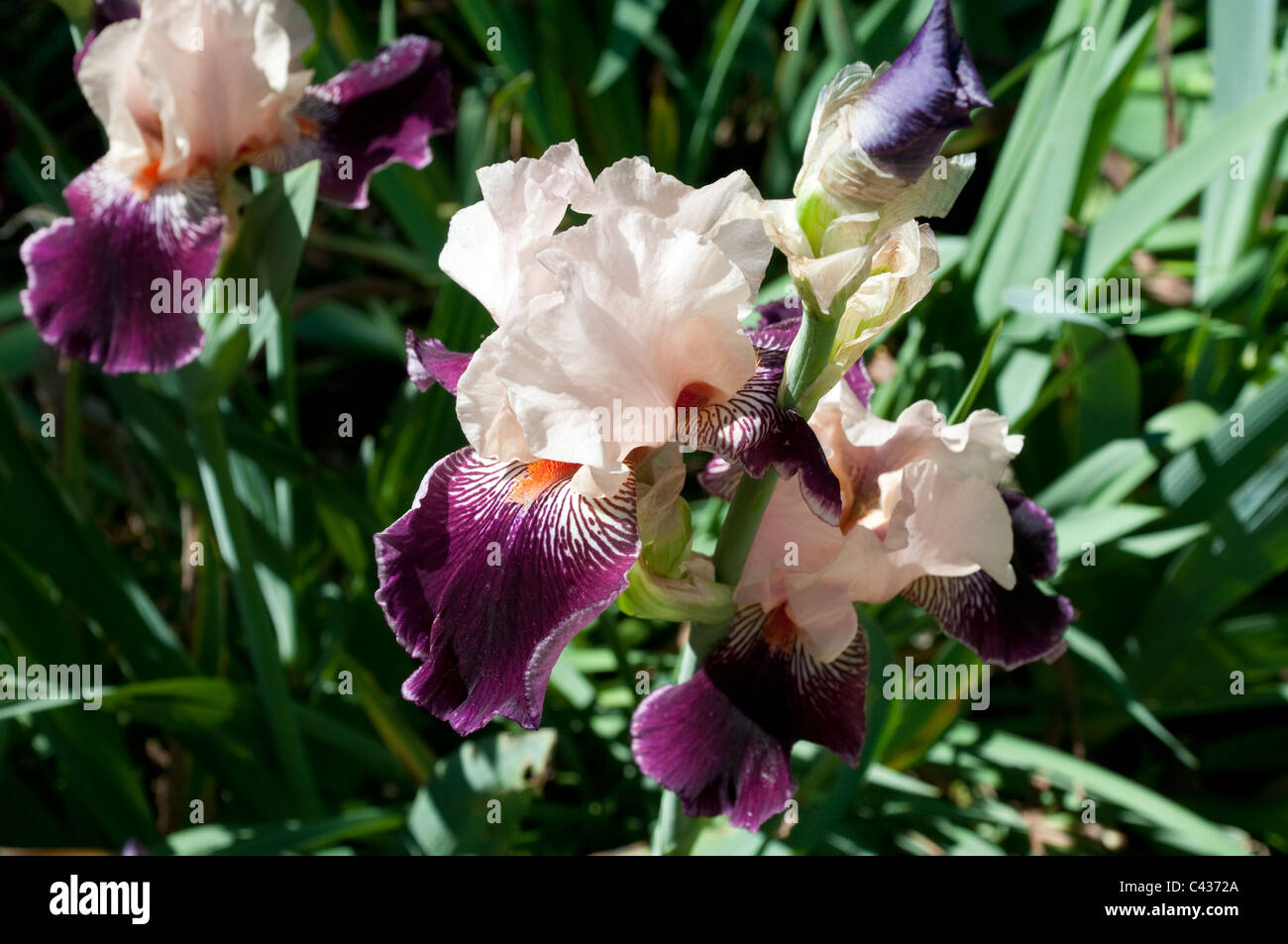 Iris brasilianischen Ferien, Botanischer Garten, Madrid, Spanien Stockfoto