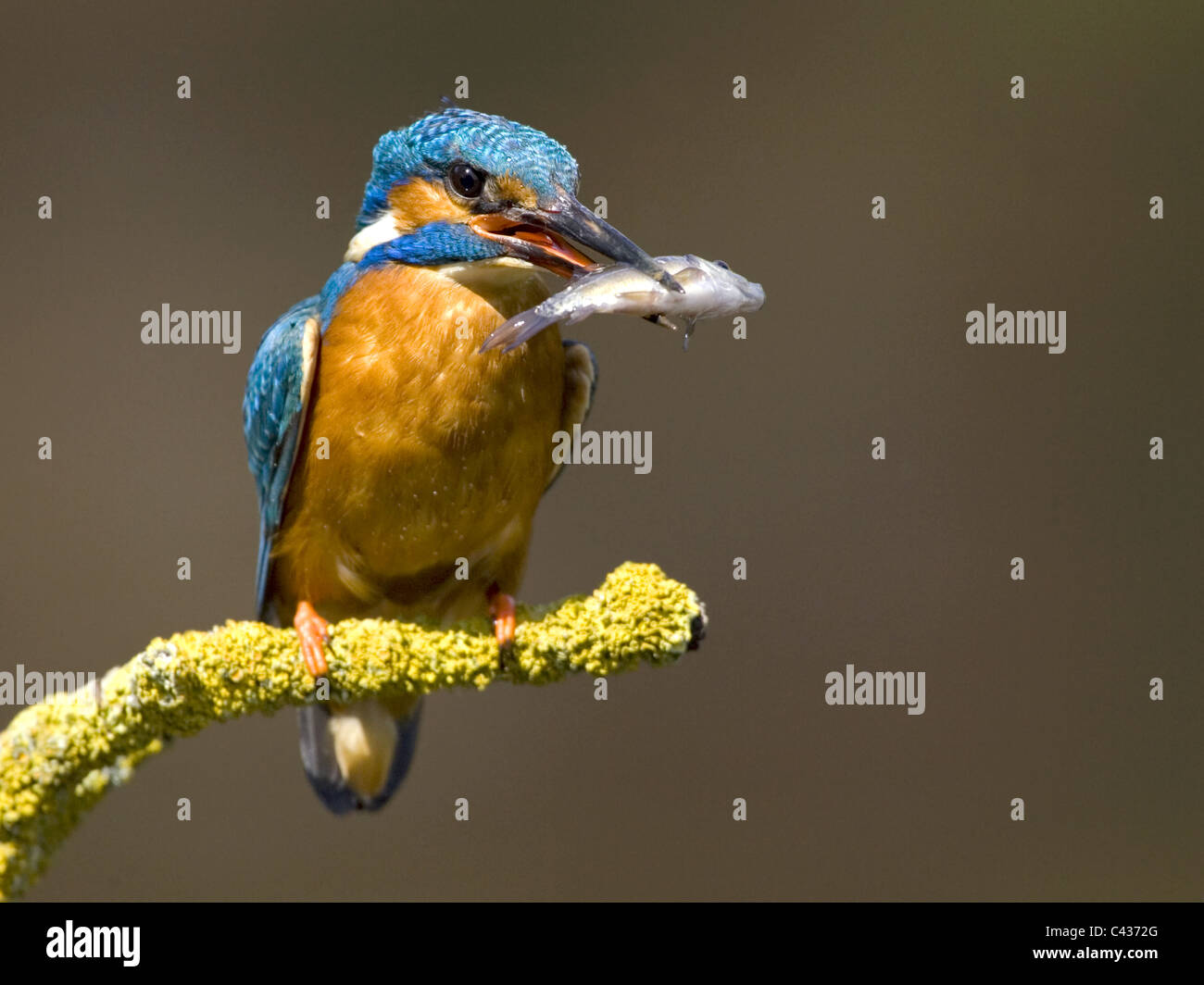 Weiblicher Eisvogel mit Fisch Stockfoto