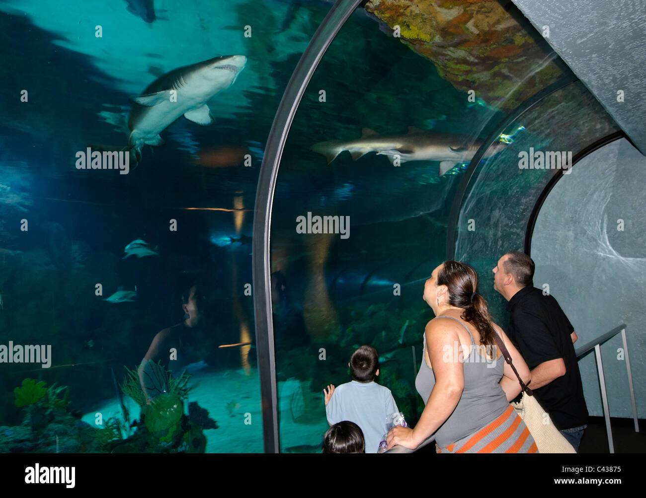 Die sehr beliebte Shark Encounter zeigen in SeaWorld. Stockfoto