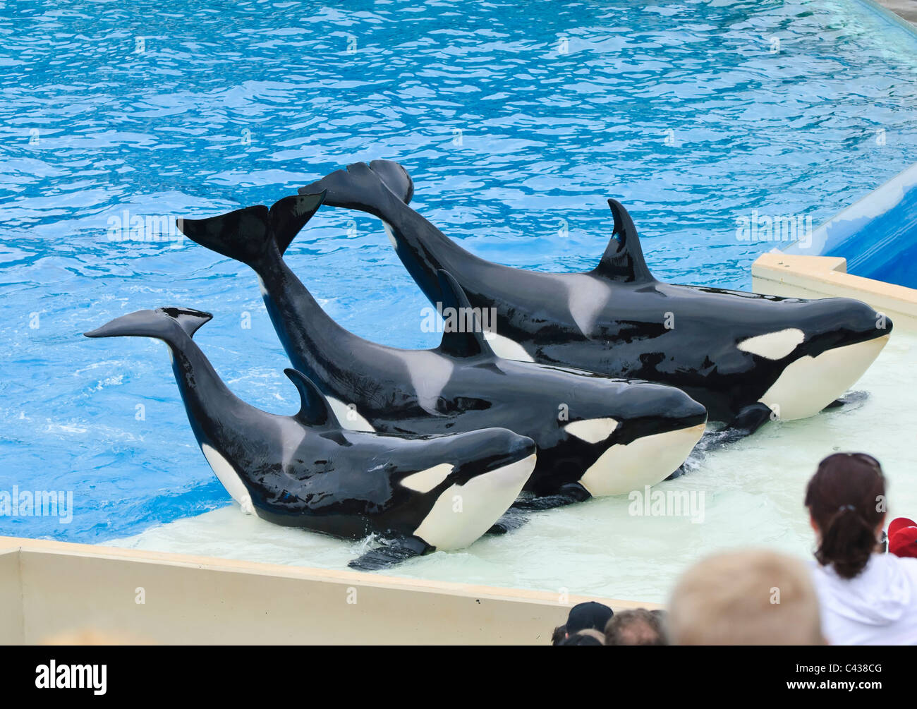 Killerwale führen in Shamu Stadium in SeaWorld. Stockfoto