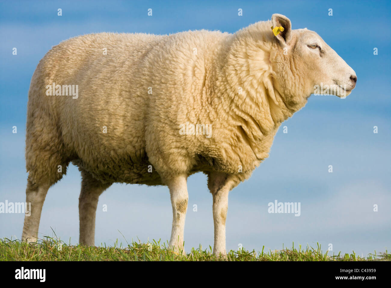 Schaf, Mutterschaf, mit gelben Ohr Tag Seitenansicht vorgesehen. Auf der Oberseite ein Deich oder Damm in der Provinz Zeeland im Süden von Holland. Stockfoto