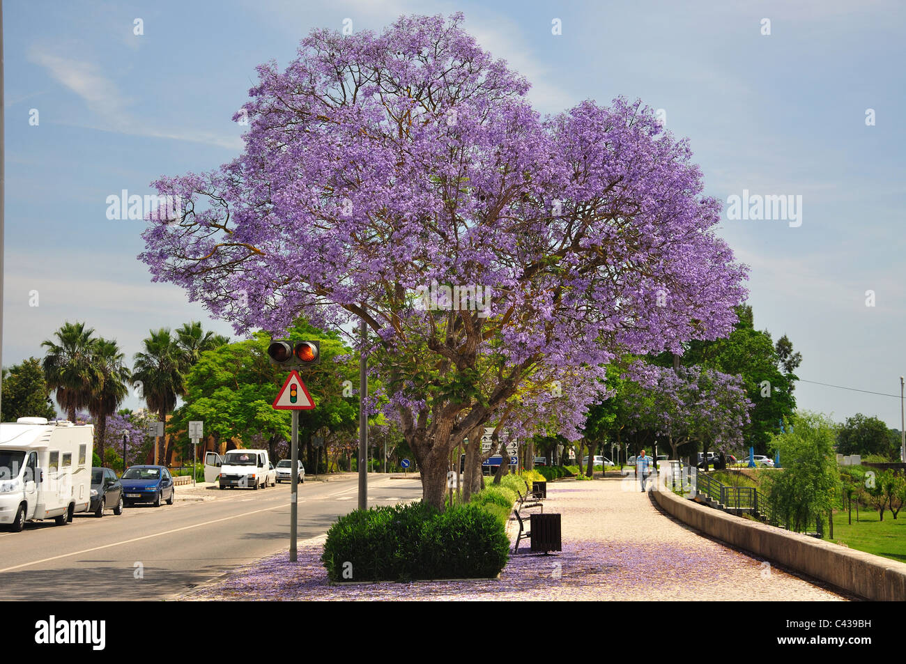 Jacaranda (Jacaranda mimosifolia) Baum am Fluss Arade, Silves, Algarve Region, Portugal Stockfoto