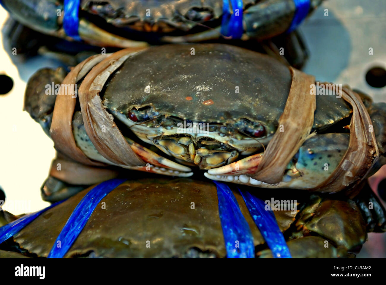 Nahaufnahme der Live Softshell Blaukrabben bereit für den Verkauf in einem Fischrestaurant in Bangkok, Thailand Stockfoto