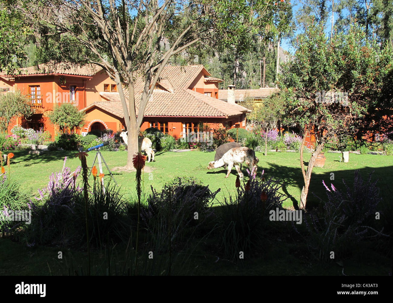 Pakaritampu Hotelgarten mit Lamas auf Rasen und ein Teleskop auf dem Stativ, Ollantaytambo in der Nähe von Cusco, Peru Stockfoto