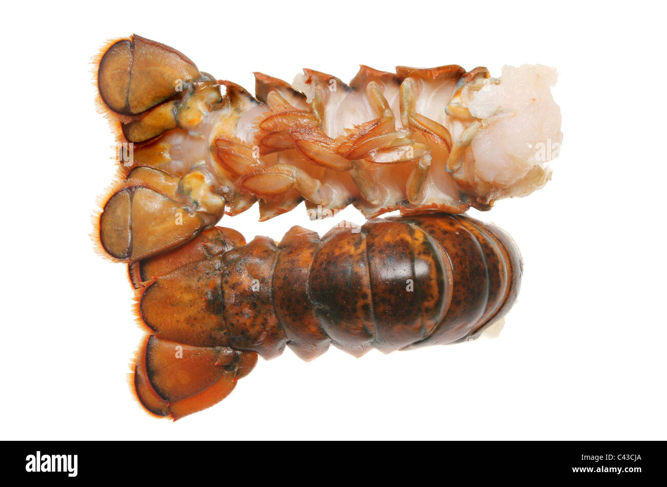 Zwei rohe Hummerschwänze, isoliert auf weiss Stockfoto