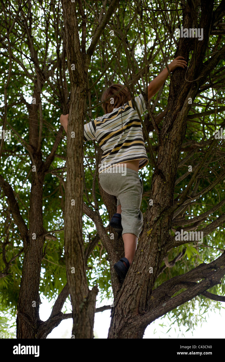 Junge, die einen Baum klettern Stockfoto