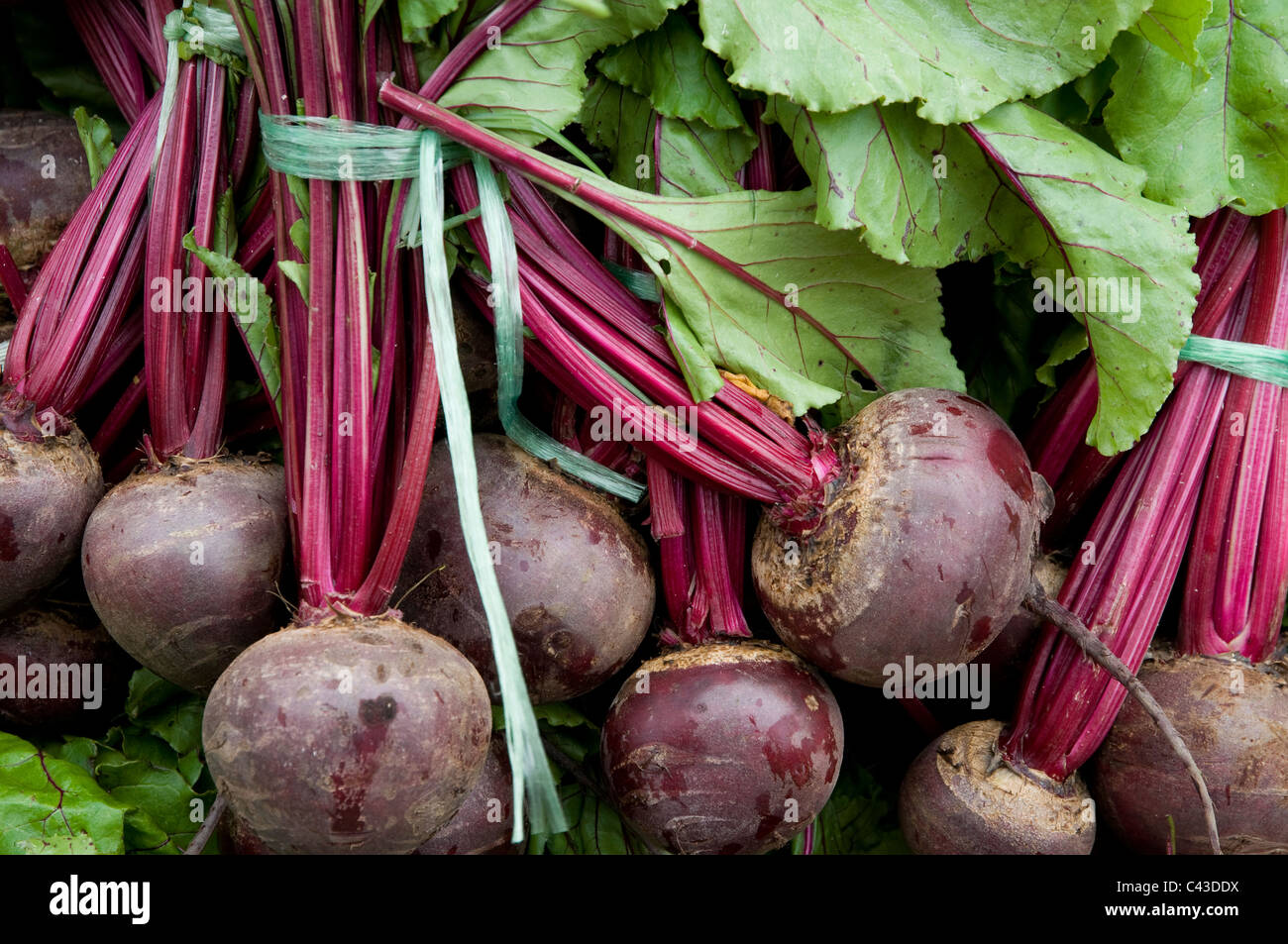 frisch gepflückt rote Beete Stockfoto