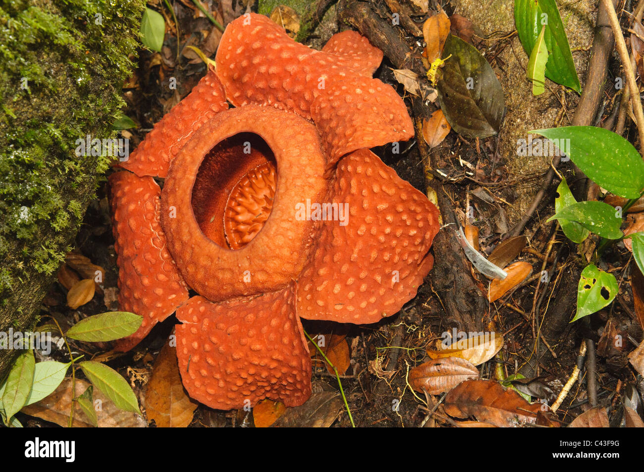 Rafflesia Tuan-Mudae, die weltweit größte Blume, im Gunung Gading Nationalpark in Sarawak, Borneo, Malaysia Stockfoto