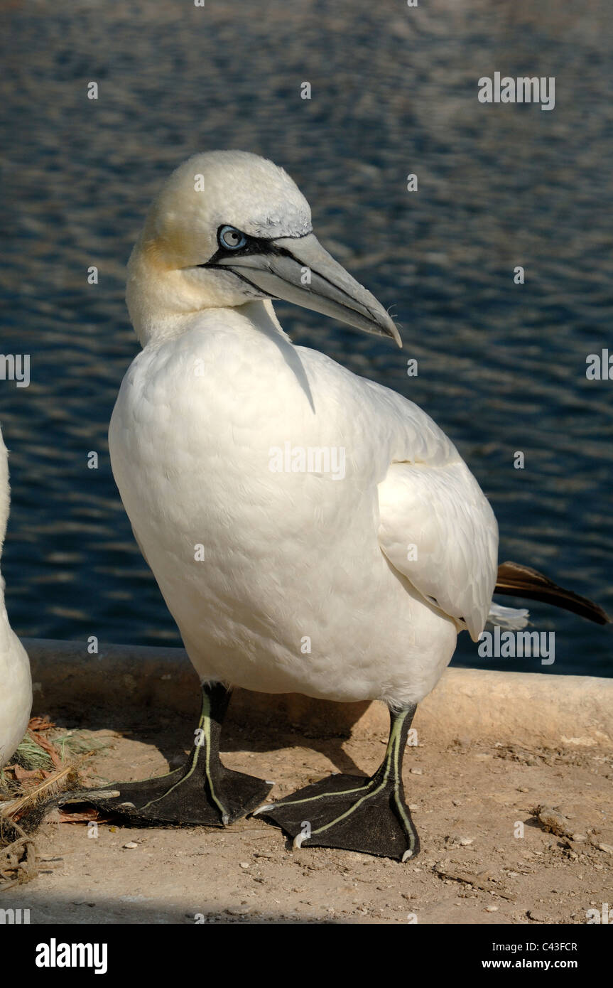 Erwachsener Gannet (Sula bassana), der am Kai oder an der Landungsbrücke in Carry-le-Rouët, Côte Bleue, Provence, Frankreich, steht Stockfoto