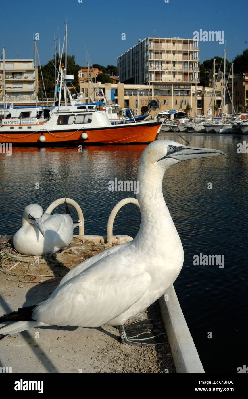 Paar Gannets Nesting (Sula bassana) am Kai, Hafen von Carry-le-Rouet, mit Orange-Fischerboot im Hintergrund, Provence, Frankreich Stockfoto