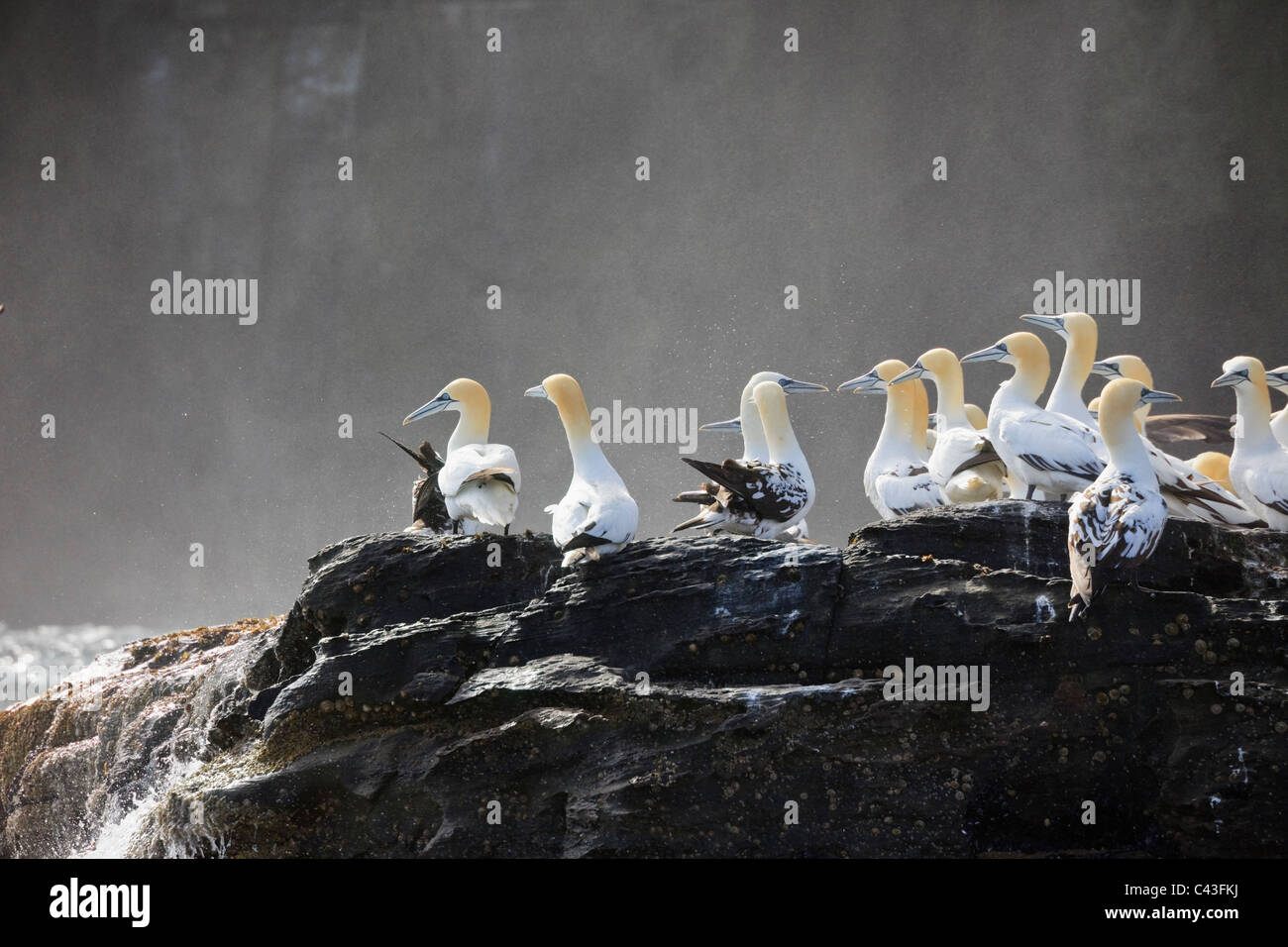 Basstölpel (Morus bassanus) auf Klippen im Mai auf der Insel Noss National Nature Reserve. Noup der Noss, Shetlandinseln, Schottland, Großbritannien. Stockfoto