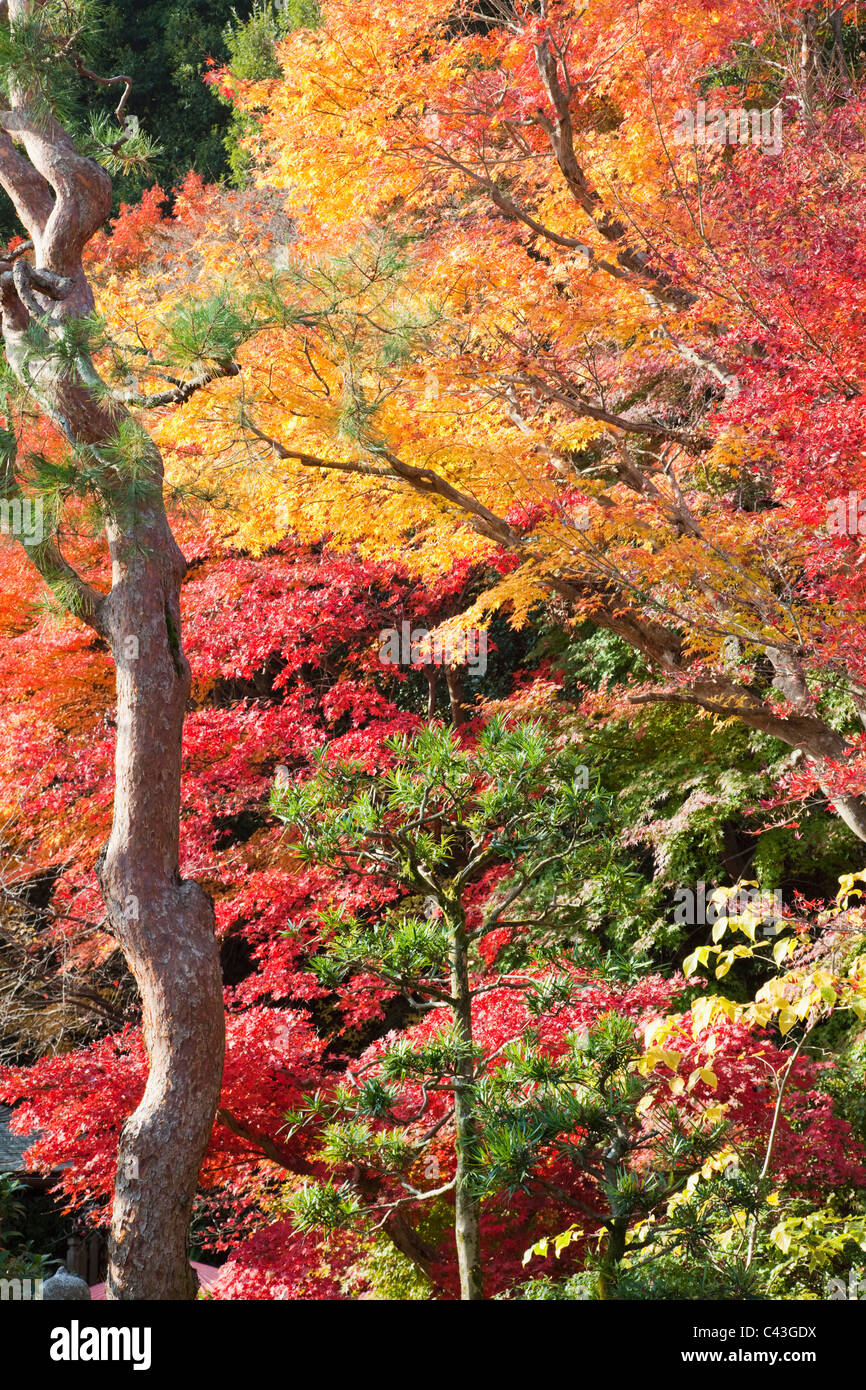 Asien, Japan, Honshu, Kyoto, Arashiyama Nison-in Tempel, Tempel, Tempel, Jahreszeiten, Herbst, Herbst, Herbstlaub, Herbstfärbung, Stockfoto