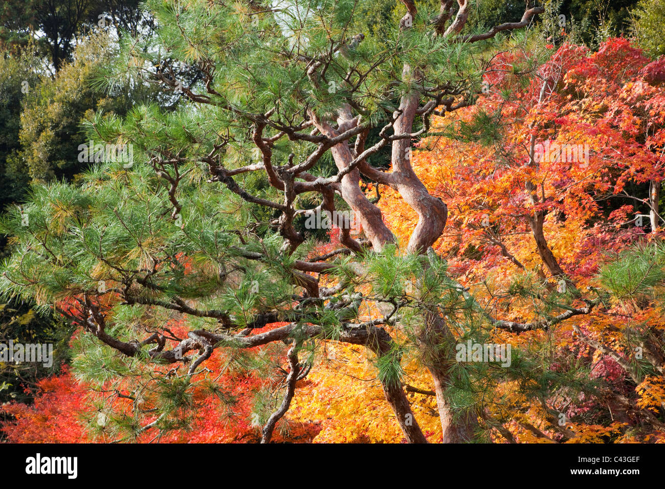 Asien, Japan, Honshu, Kyoto, Arashiyama Nison-in Tempel, Tempel, Tempel, Jahreszeiten, Herbst, Herbst, Herbstlaub, Herbstfärbung, Stockfoto