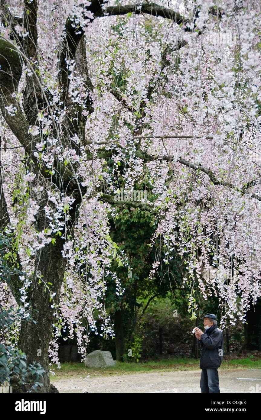 Ein Mann mit einer Kamera genießt die Anzeige der Kirschblüten blühen in Kyoto, Japan. Stockfoto