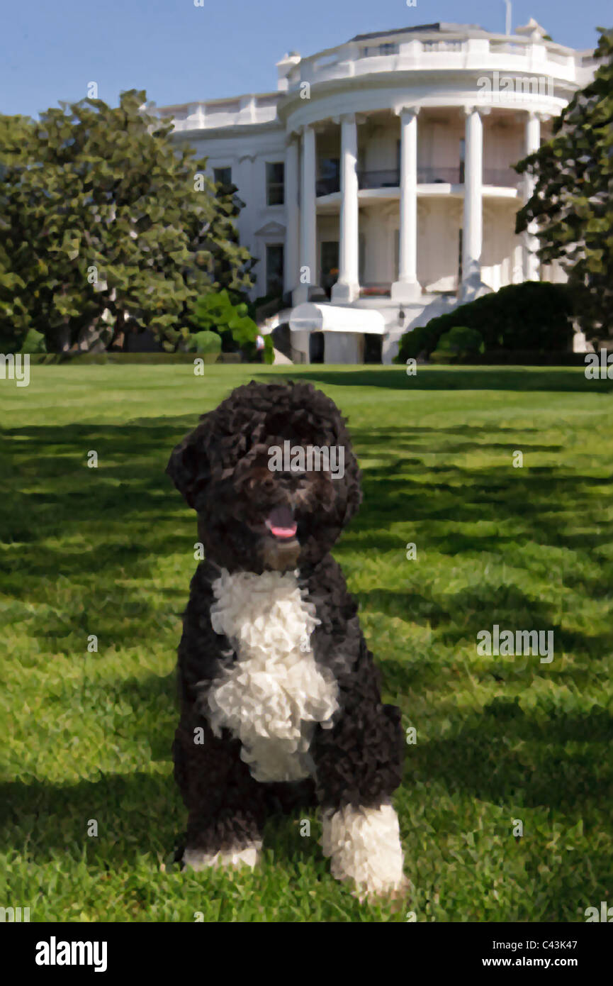 Das offizielle Porträt der Familie Obama Hund "Bo", ein Portugiesischer Wasserhund, auf dem South Lawn des weißen Hauses. Stockfoto