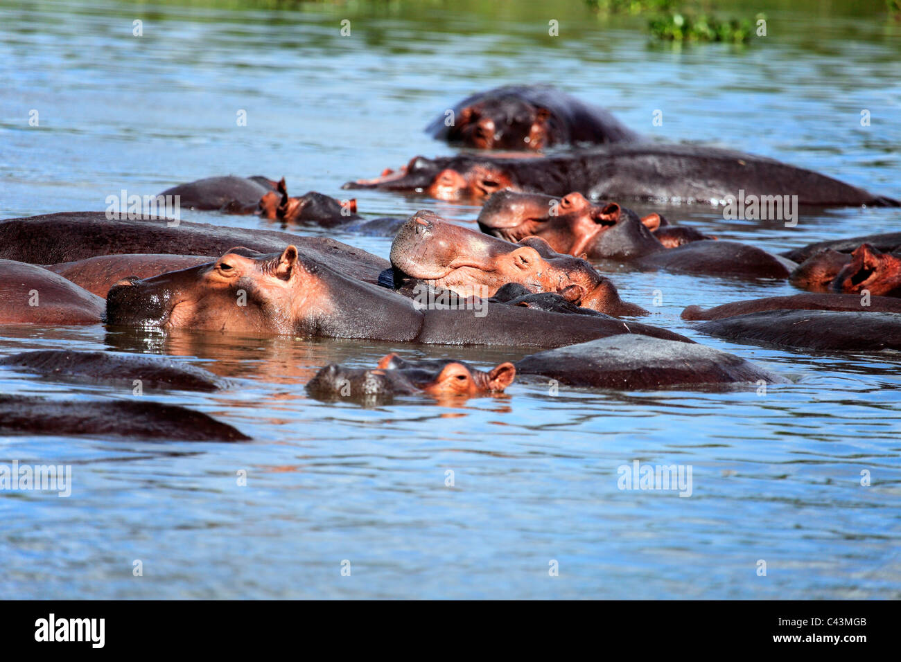 Afrika, Afrika, Reisen, Natur, Wasser, Tier, Tiere, Fauna, Afrika südlich der Sahara, Ost Afrika, Scenic, Landschaft, Reisen, Wild, Wild Stockfoto