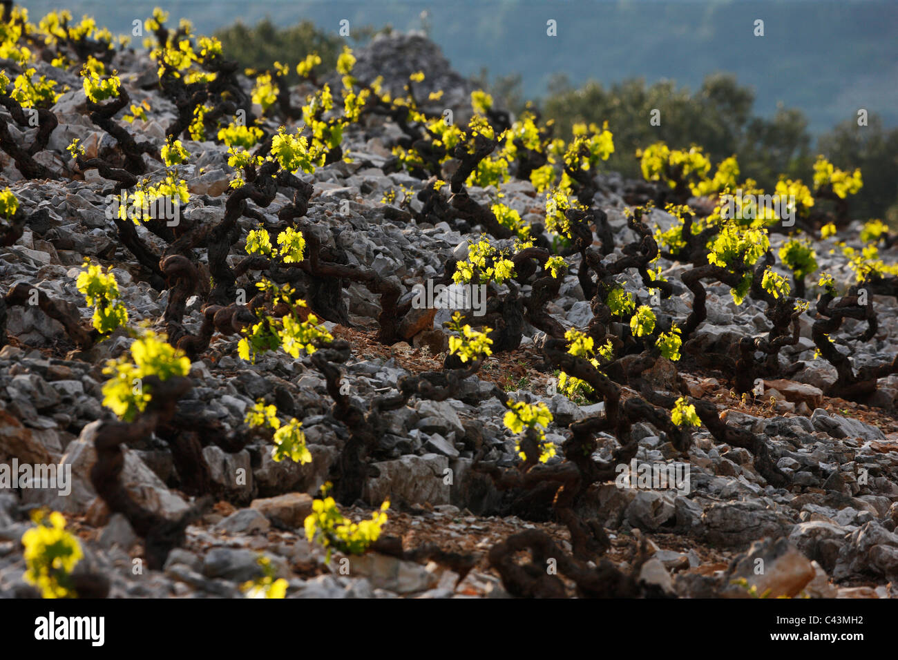 Weinberg in Primosten - Kroatien Stockfoto