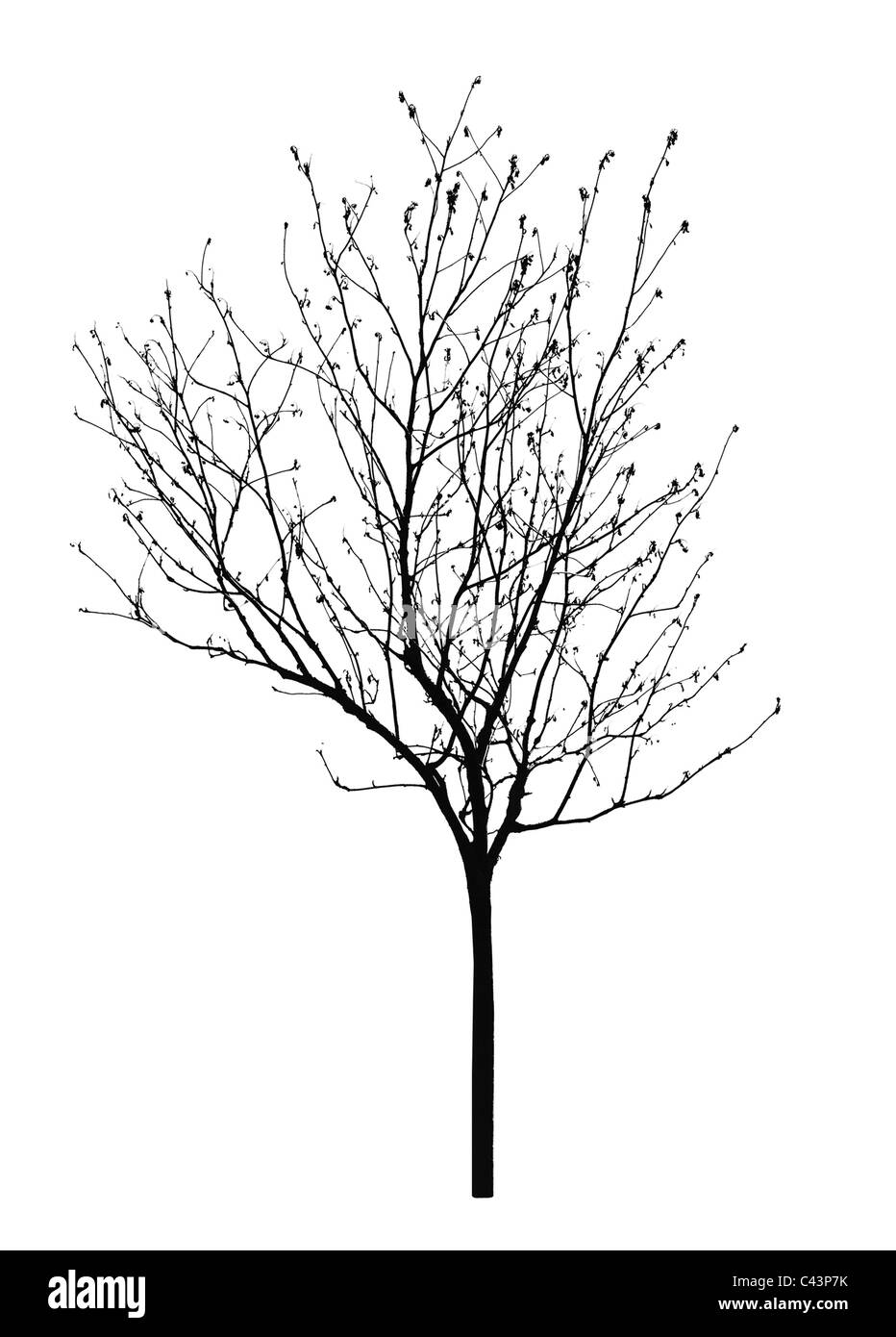 Baum ist auf einem weißen Hintergrund isoliert Stockfoto