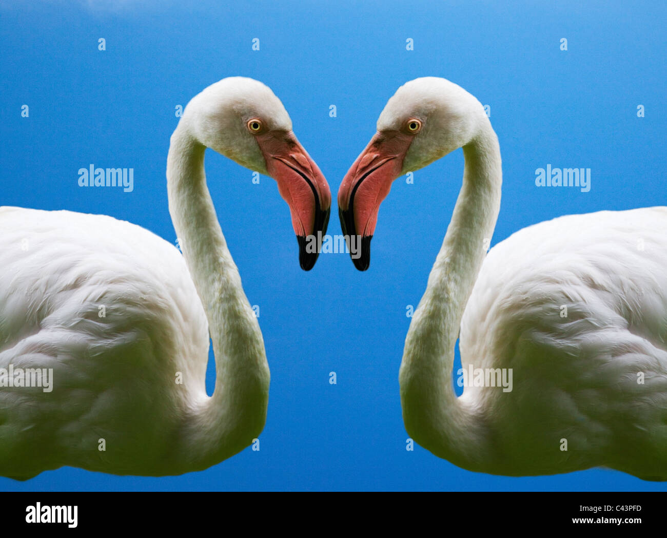 Flamingos machen eine Herzform Stockfoto