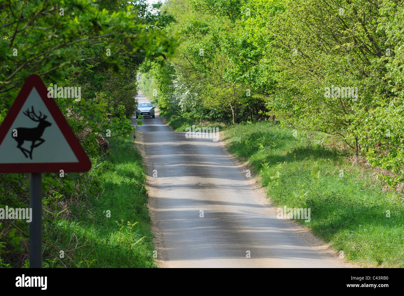 Feldweg in der Nähe von Bridgham, Norfolk. Stockfoto