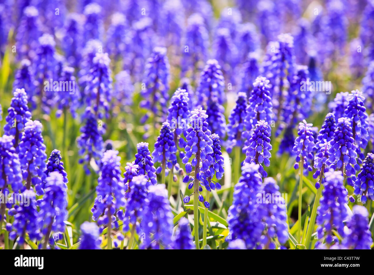 Bereich der Traubenhyazinthen Blumen oder Muscari. Stockfoto