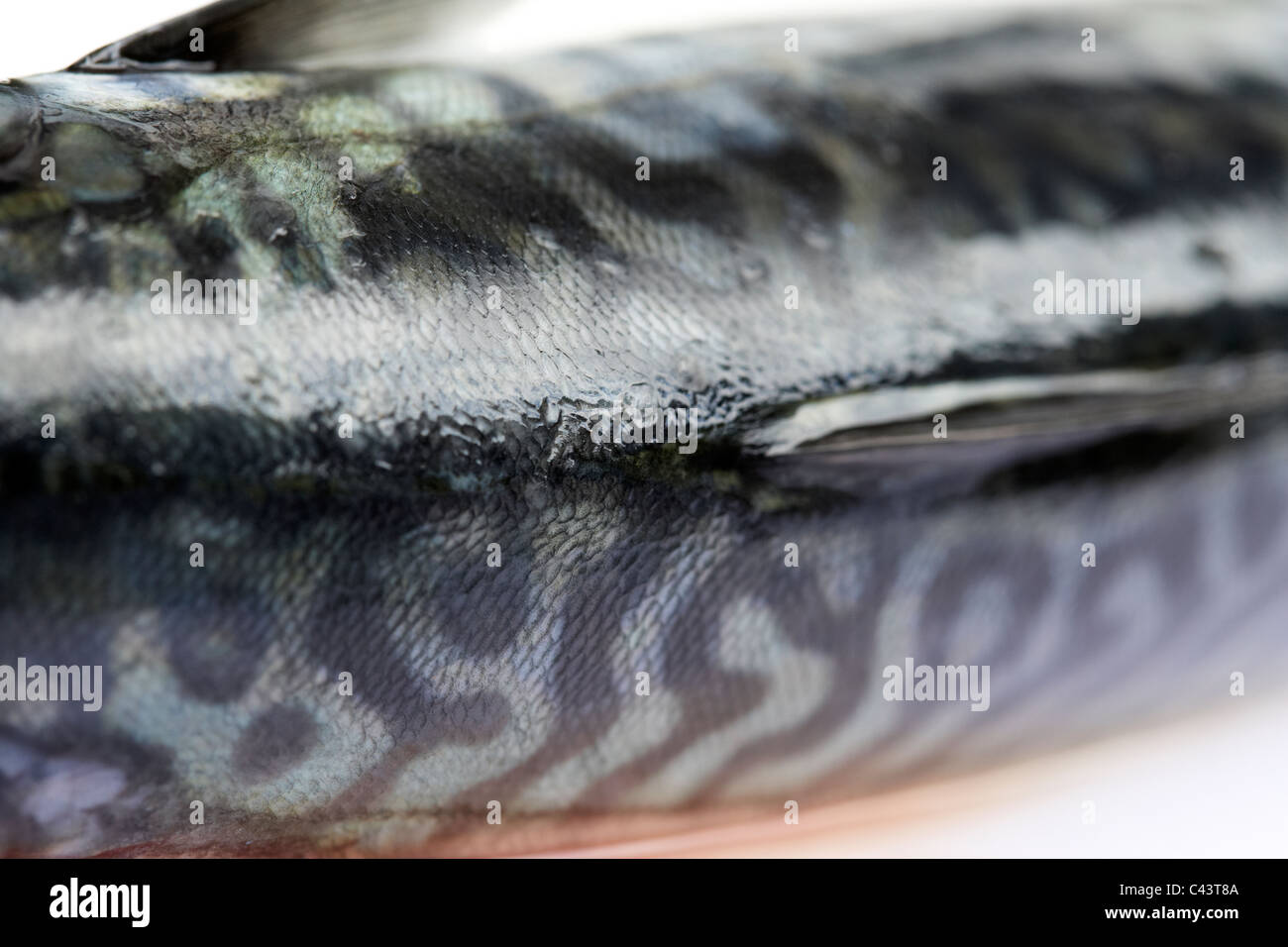 zurück oben skaliert auf fangfrischen Makrele Fisch auf einem Kunststoff Schneidebrett Stockfoto